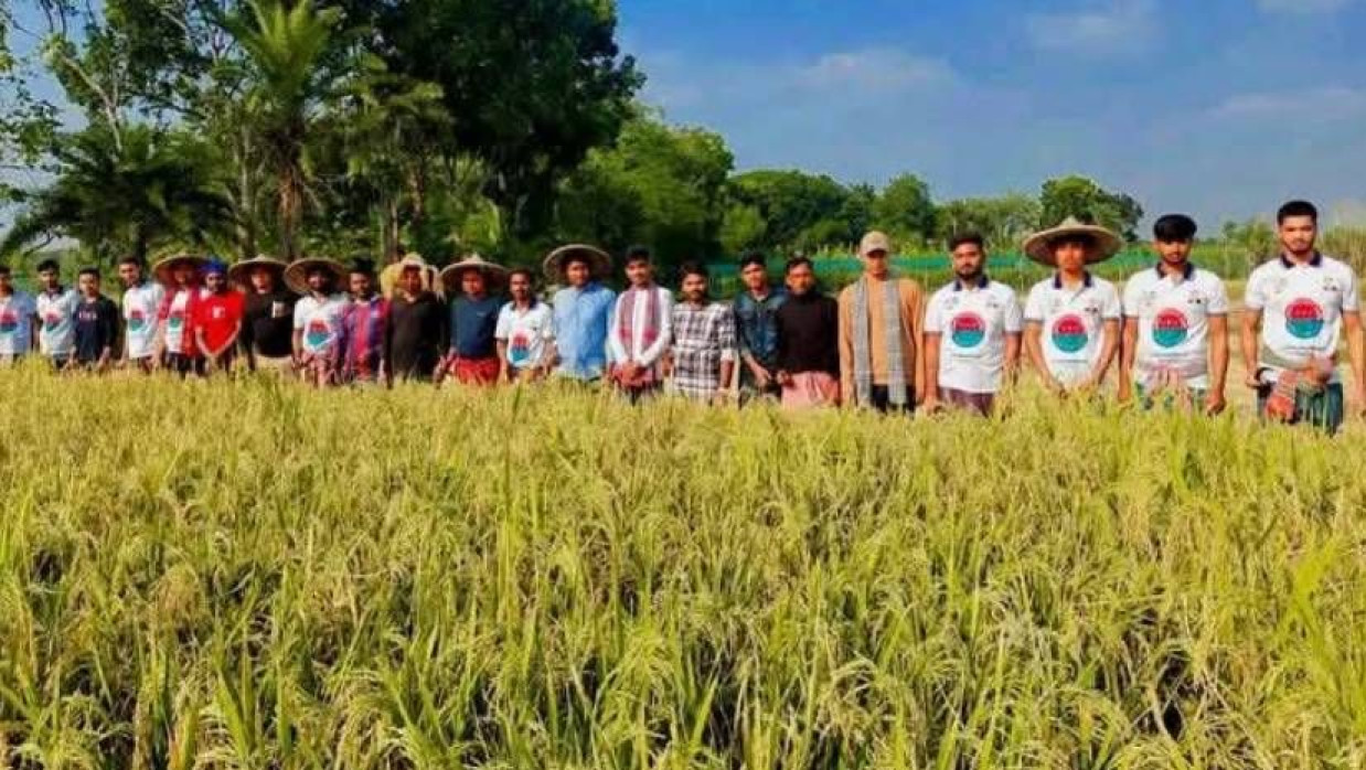 অসহায় বিধবার জমির ধান কাটার প্রস্তুতি নিচ্ছেন ছাত্রদলের নেতাকর্মীরা