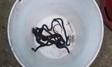 বসতঘর থেকে পদ্ম গোখরার ১০ টি বাচ্চা উদ্ধার