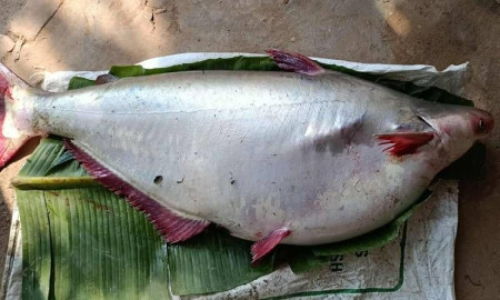 জেলের জালে ধরা পড়া ১৮ কেজির পাঙ্গাস ১৫ হাজারে বিক্রি