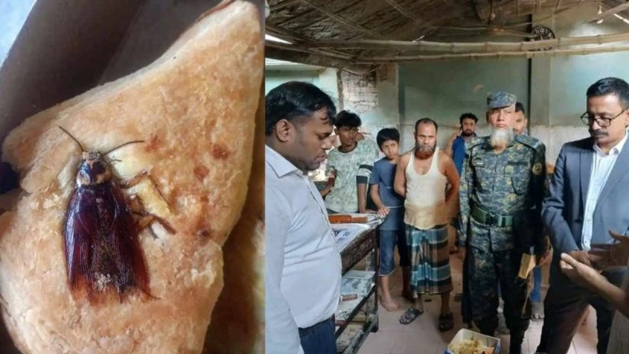 পেটিসে তেলাপোকা