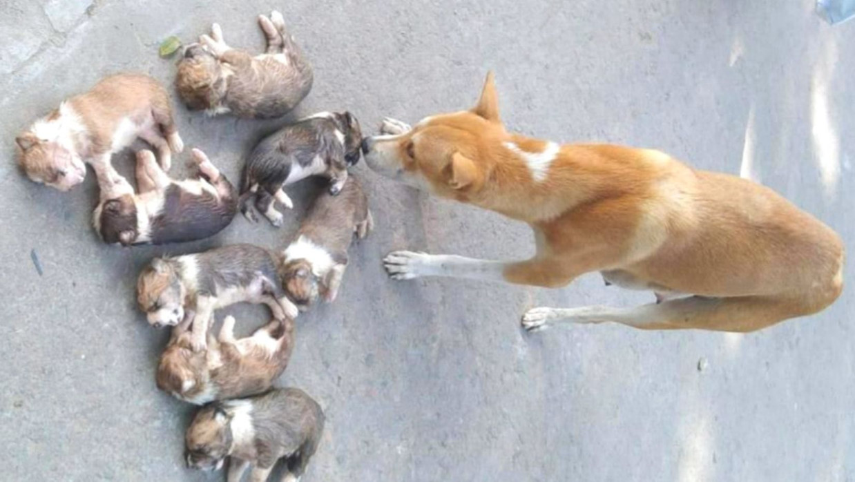 নিহত ৮টি গরু