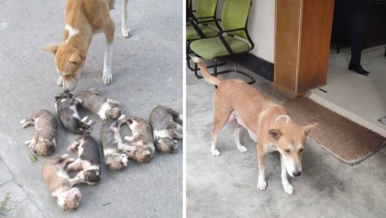 মৃত ছানাগুলোর শরীরের গন্ধ শুঁকে স্পন্দন বোঝার চেষ্টা করছে মা কুকুর। ঈশ্বরদী উপজেলা পরিষদ চত্বরে মঙ্গলবারও ঘোরাঘুরি করে নিজের সন্তানদের খুঁজে ফিরতে দেখা যায় মা কুকুরটিকে