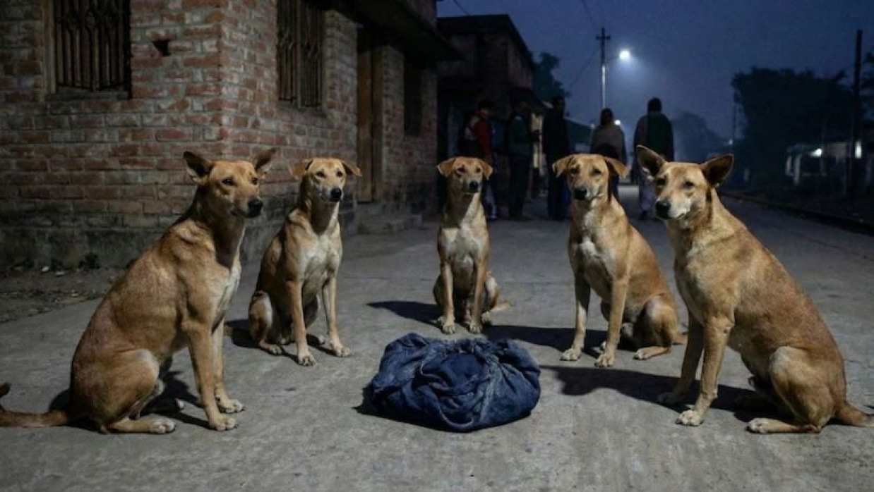 ফেলে যাওয়া নবজাতককে পাহারা দিচ্ছে কুকুরদের একটি দল