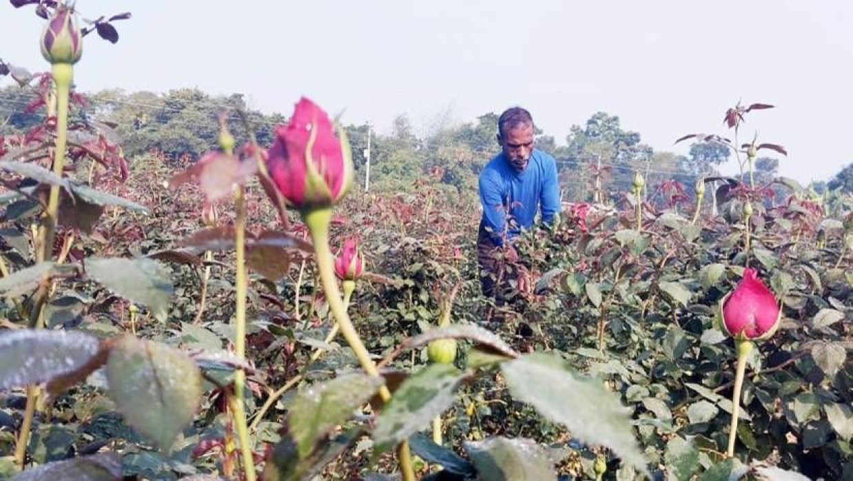  ক্ষেতে গোপালগাছের পরিচর্যা করছেন এক কৃষক 