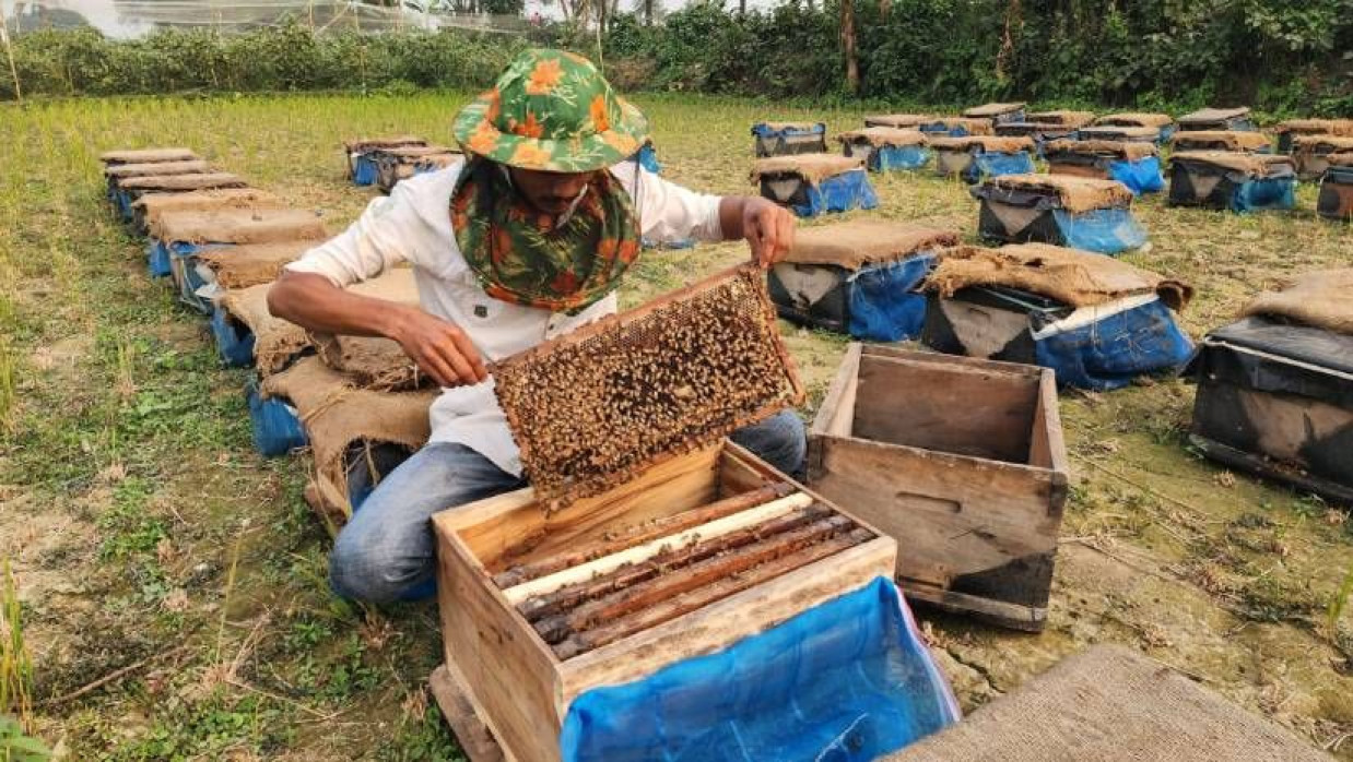 মৌ বাক্স থেকেই মধু সংগ্রহ করছেন একজন