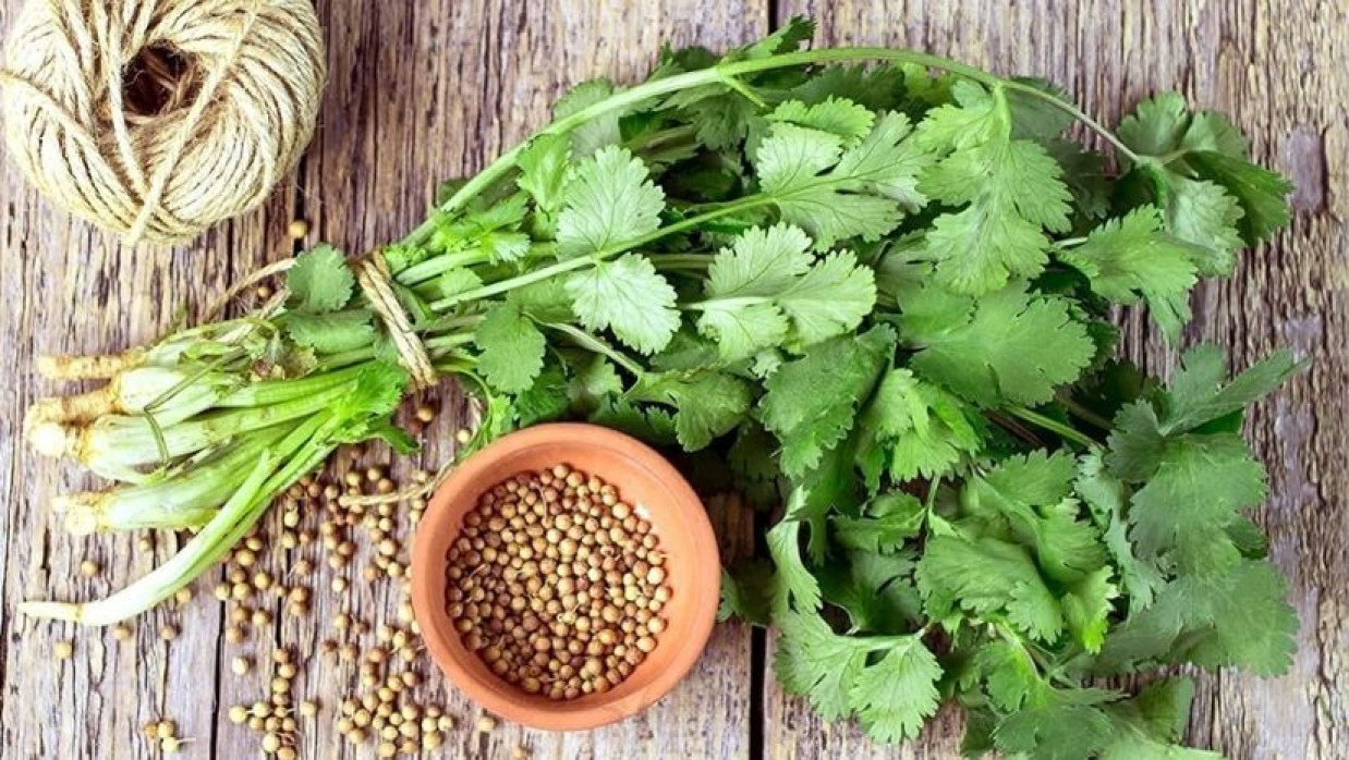 ধনিয়াপাতা