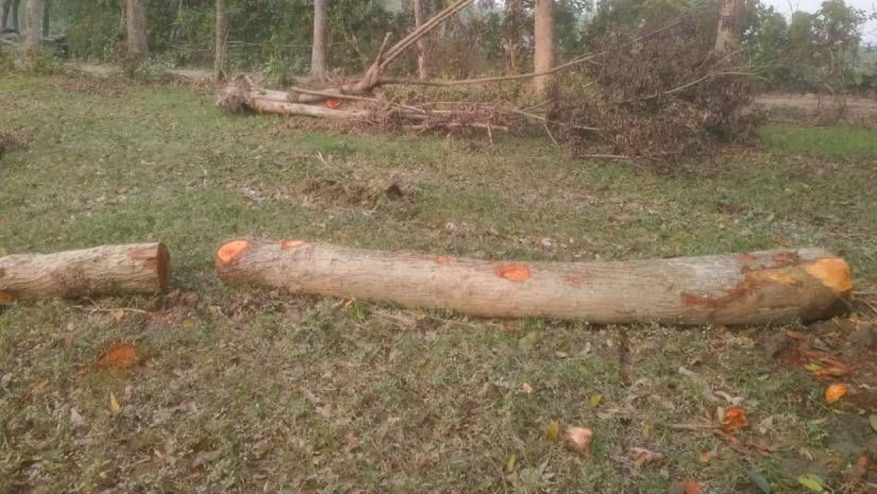 বিক্রির জন্য কেটে রাখা মেহগনিগাছ