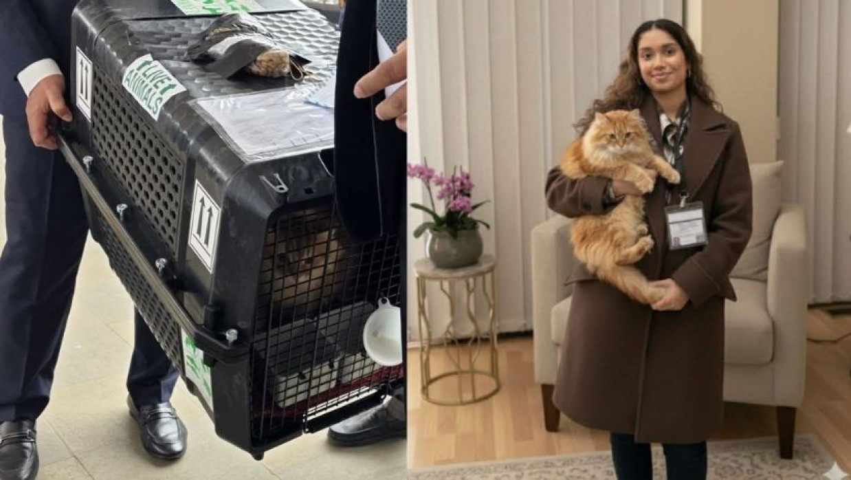 জায়মার প্রিয় বিড়াল জিবু