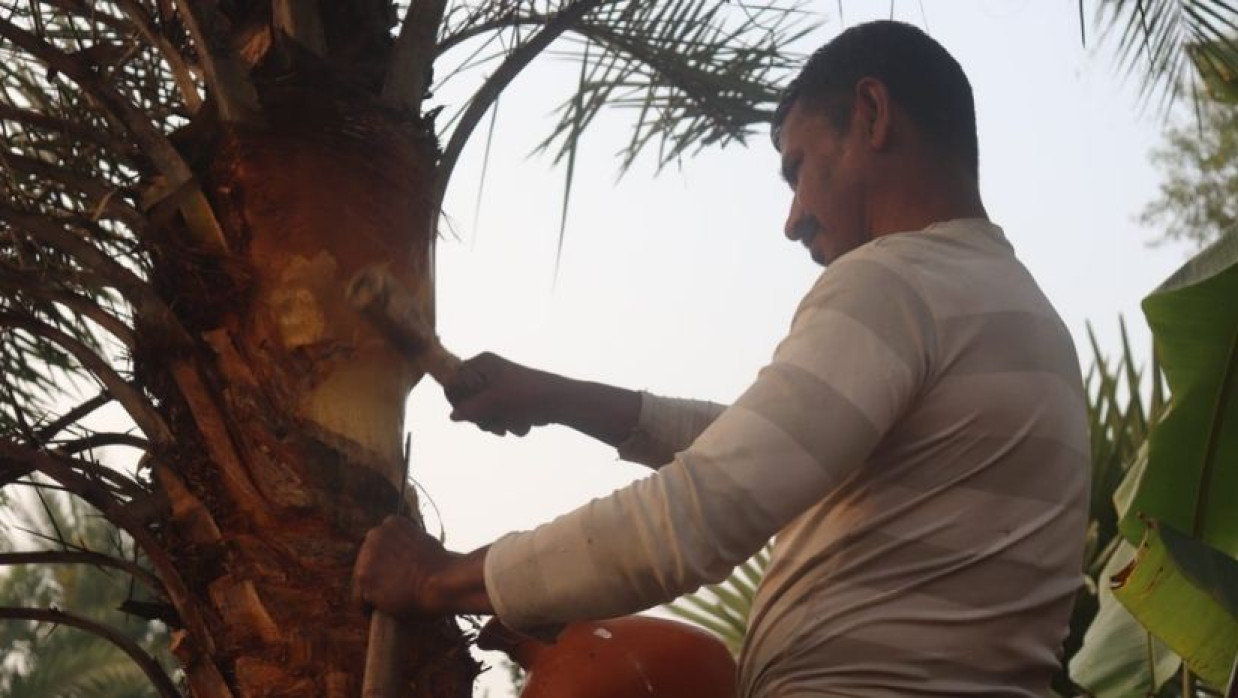 খেজুরের রস সংগ্রহের সময়