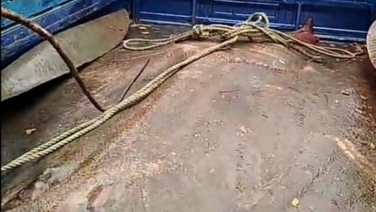 মেঘনায় ৮ মন ওজনের শাপলা মাছ