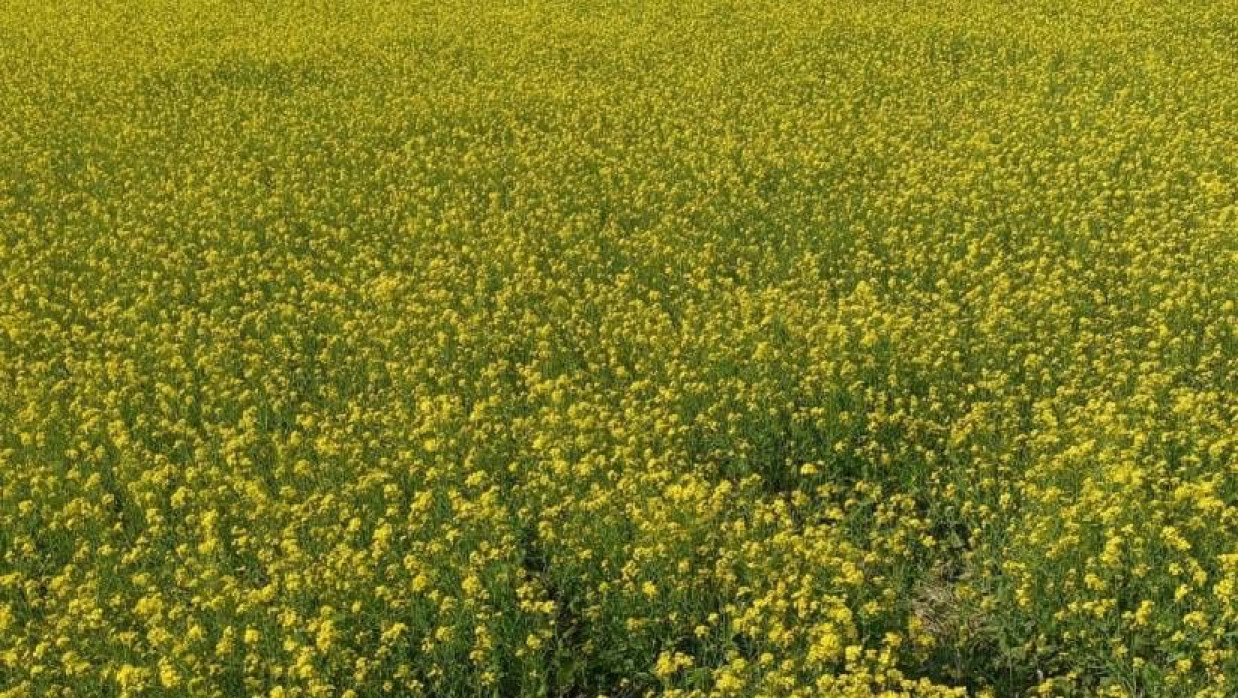 সরিষা একটি ক্ষেত