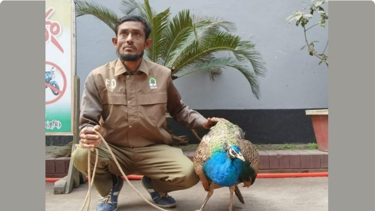 উদ্ধারকরা ময়ূর