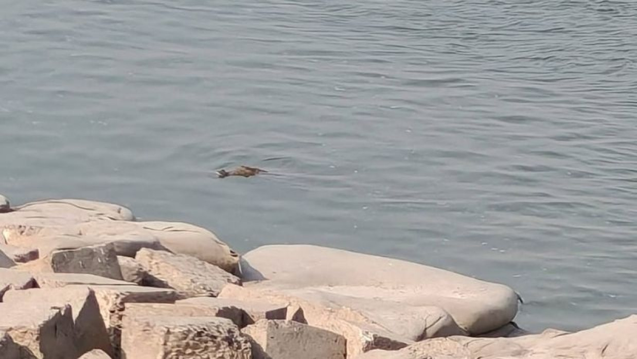 পদ্মা নদীতে দেখা মিলছে কুমিরের