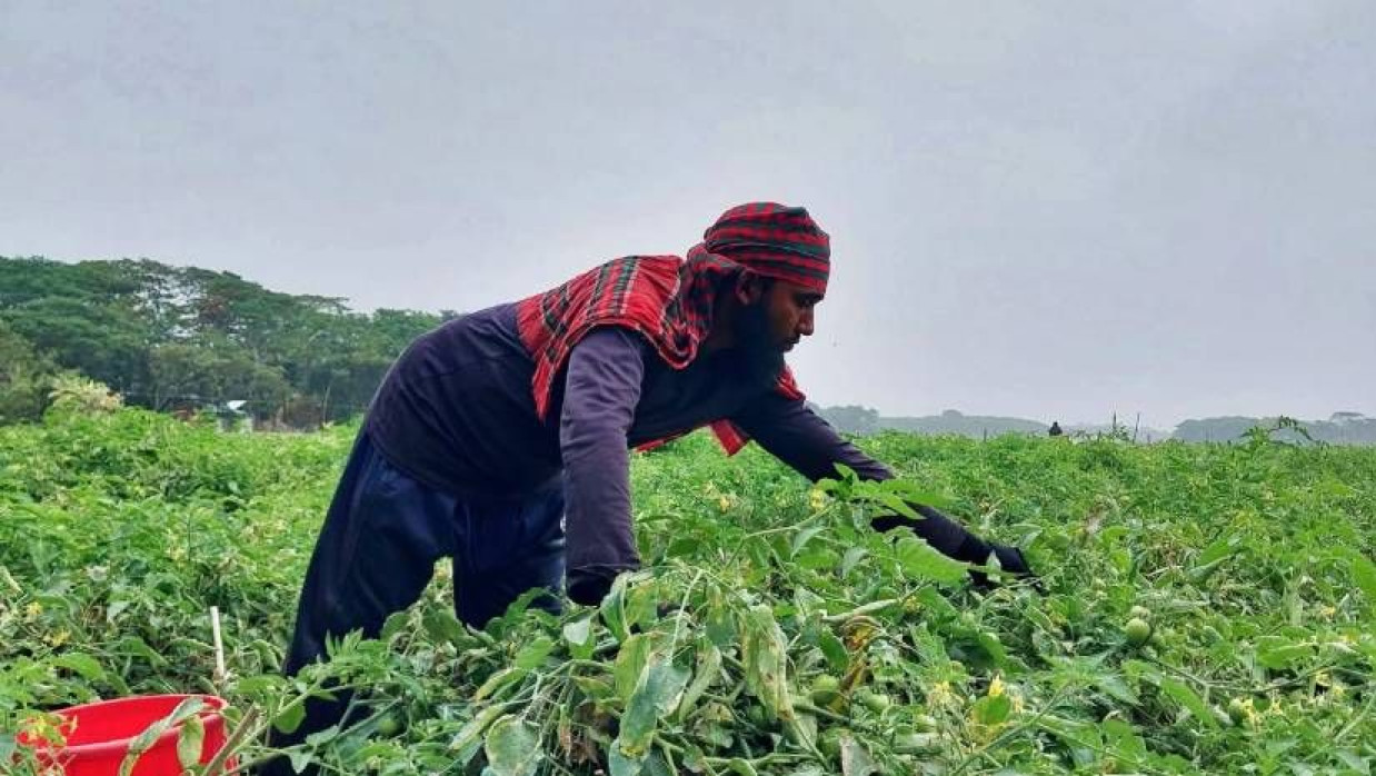 সবজি খেতে কাজ করছেন মো. ইয়াসিন