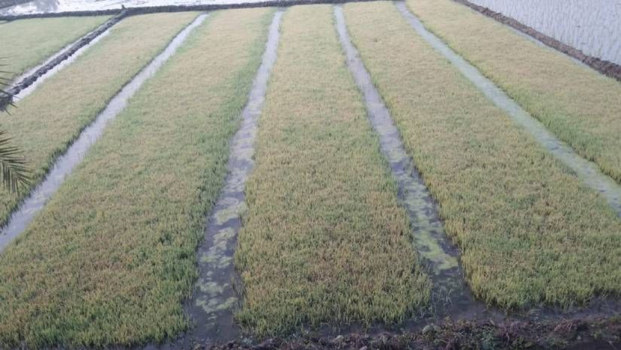 শীতের কারণে বিবর্ণ হয়ে যাওয়া একটি বীজতলা