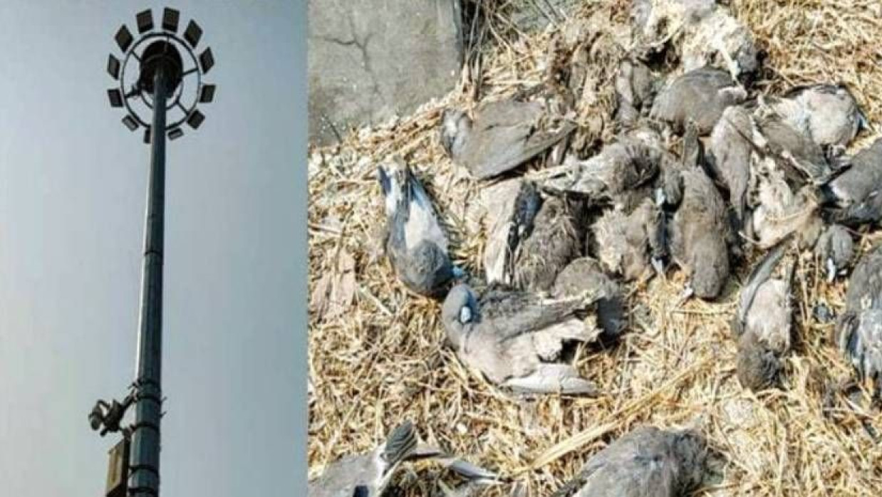 হাই-মাস্ট লাইট পোস্ট ও মারা যাওয়া বেশ কয়েকটি পাখি