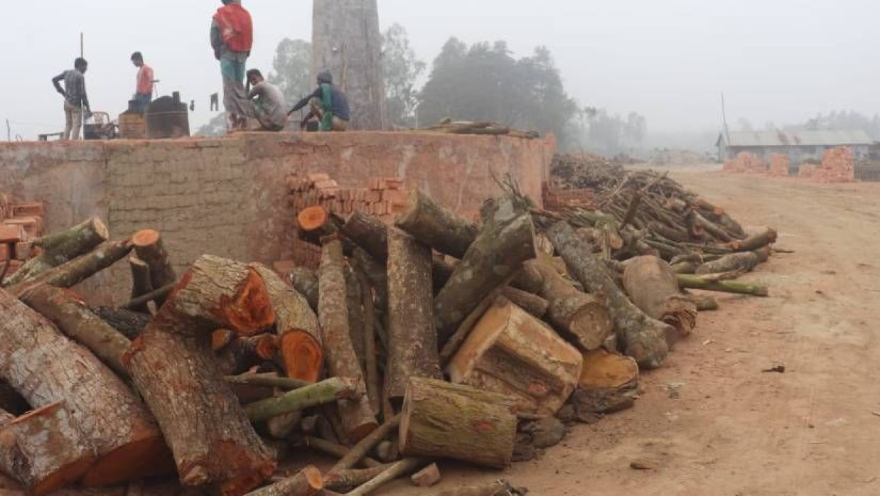 পোড়ানোর কাঠ এনে রাখা হয়েছে ইটভাটায়