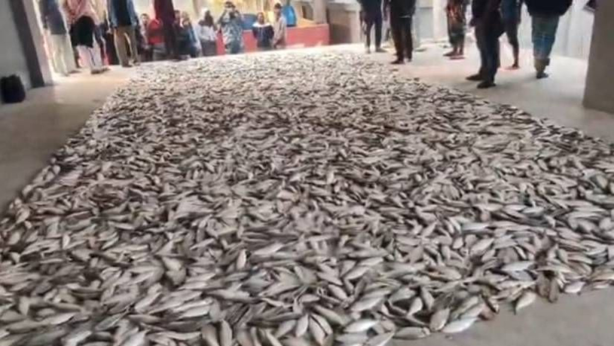 মতলব উত্তরে মেঘনা নদীতে এমভি মিতালী-৭ লঞ্চ থেকে জব্দ করা জাটকা