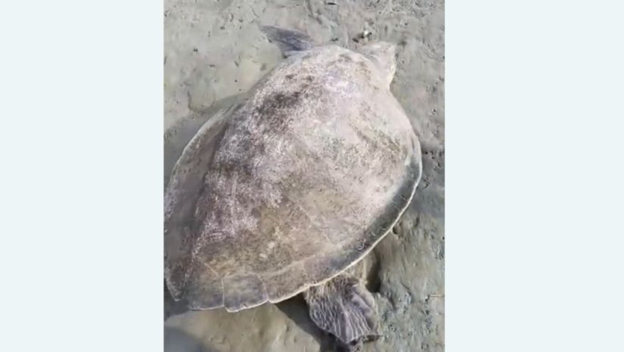 বিরল প্রজাতির কচ্ছপ