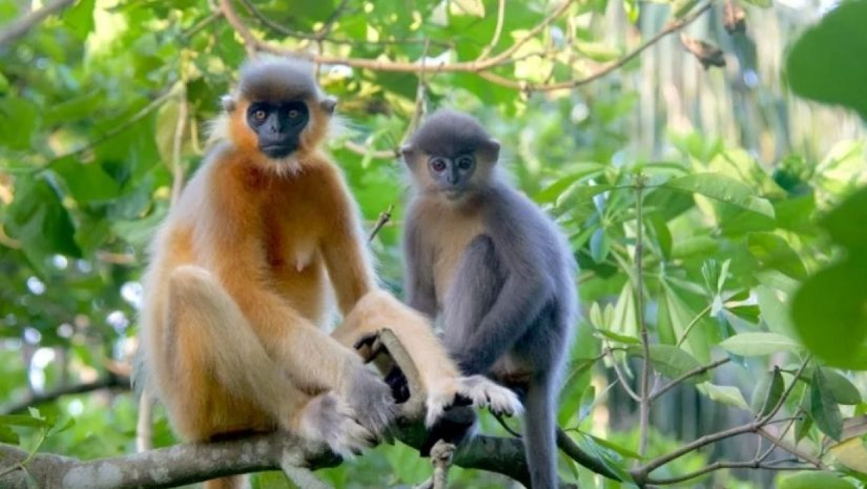 প্রতীকী ছবি (বানর)