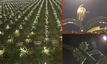 শার্শায় ‘লাইট ইনডোর্স’ পদ্ধতিতে ড্রাগন চাষে বিপ্লব