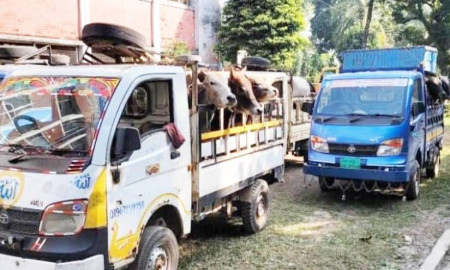 নেত্রকোনায় ৬ পিকআপ ও ৩২ ভারতীয় গরুসহ আটক ১
