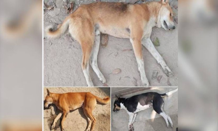 এবার পাবনায় তিনটি কুকুরকে বিষ প্রয়োগে হত্যার অভিযোগ