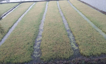 ঘন কুয়াশা ও শৈত্যপ্রবাহে বিপর্যস্ত বোরো বীজতলা, দিশেহারা চাষিরা