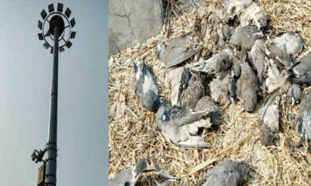 বেনাপোল কার্গো ইয়ার্ডে বৈদ্যুতিক শকে অসংখ্য অতিথি পাখির মৃত্যু