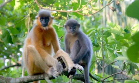 মায়ের কোল থেকে দুধের শিশুকে ছিনিয়ে কুয়োয় ফেলে দিল বাঁদর