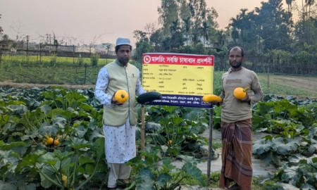 বিদেশি স্কোয়াশ চাষে কৃষক সেলিমের সাফল্য