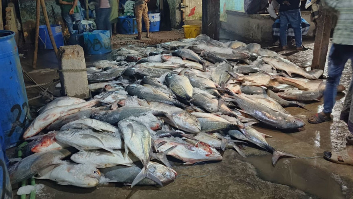 মাঝির জালে ধরা পড়া নাগু মাছ