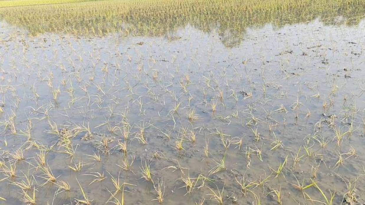 চাঁদপুরে আদালতের নির্দেশ অমান্য করে বিরোধপূর্ণ জমিতে ধান চাষ