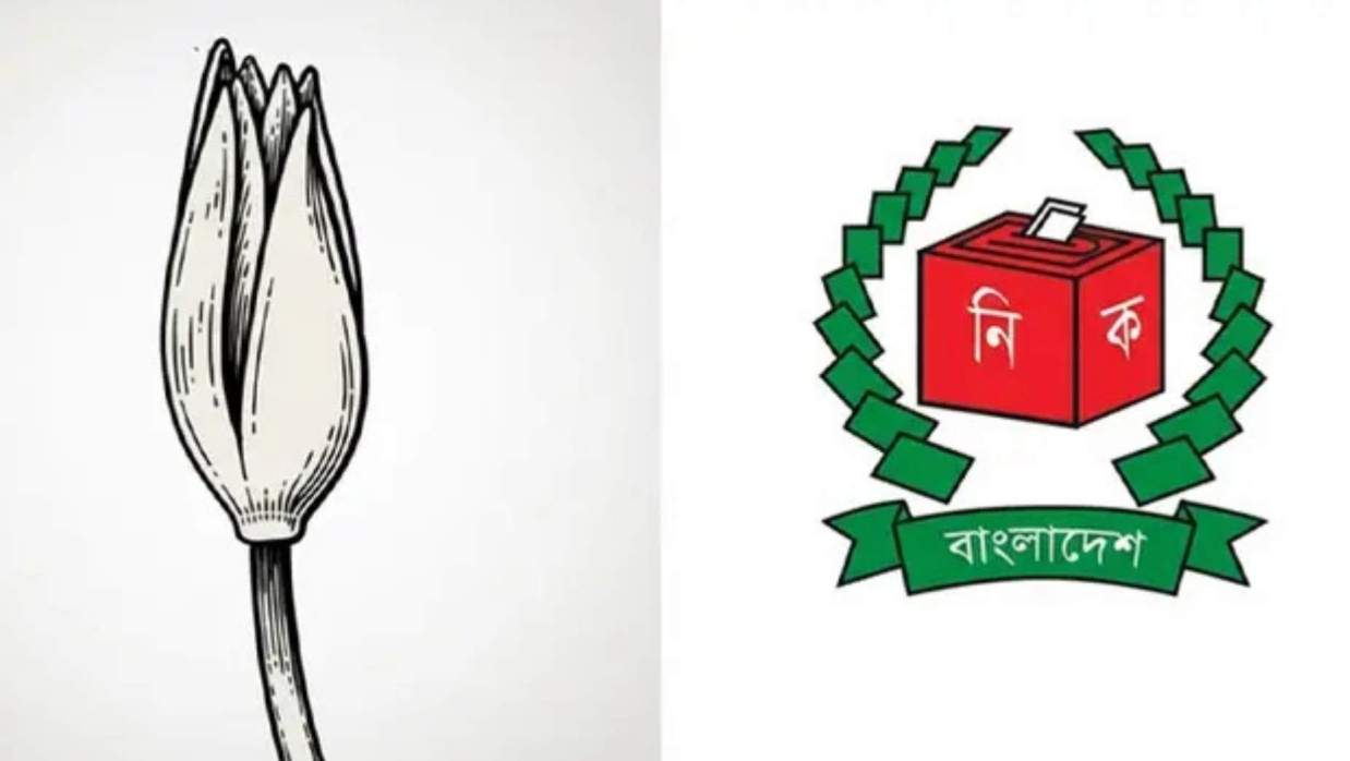 শাপলা কলি