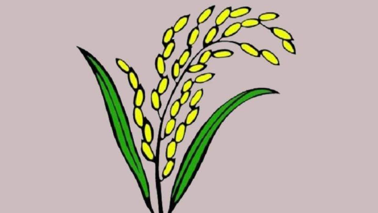 বিএনপির ধানের শীষ প্রতীক 