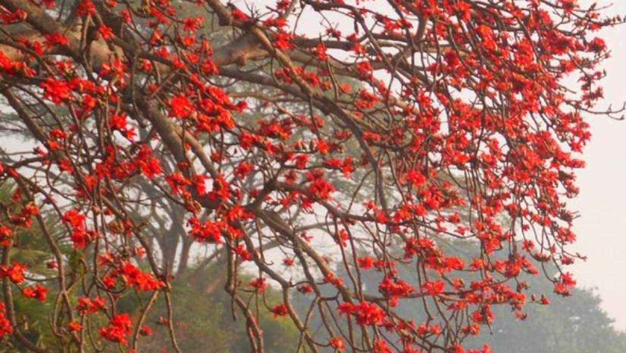 ঋতুর রাজা বসন্তের আগমন