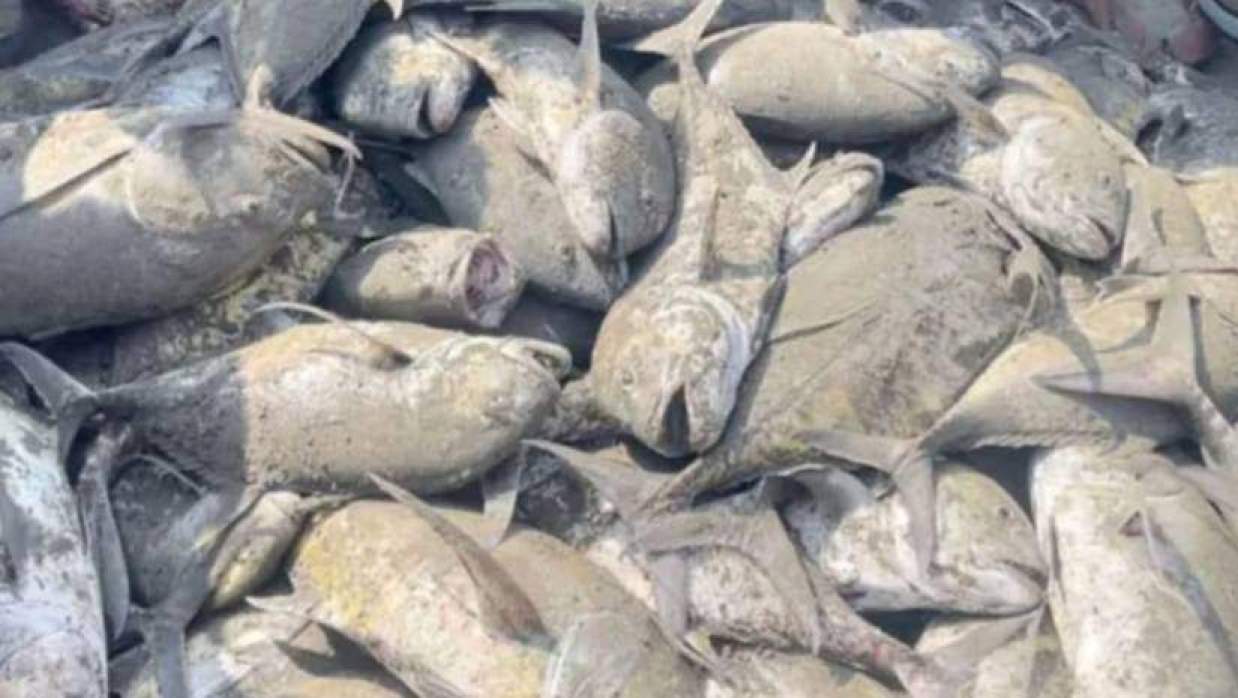 জালে ধরা পড়া তবল মাছ