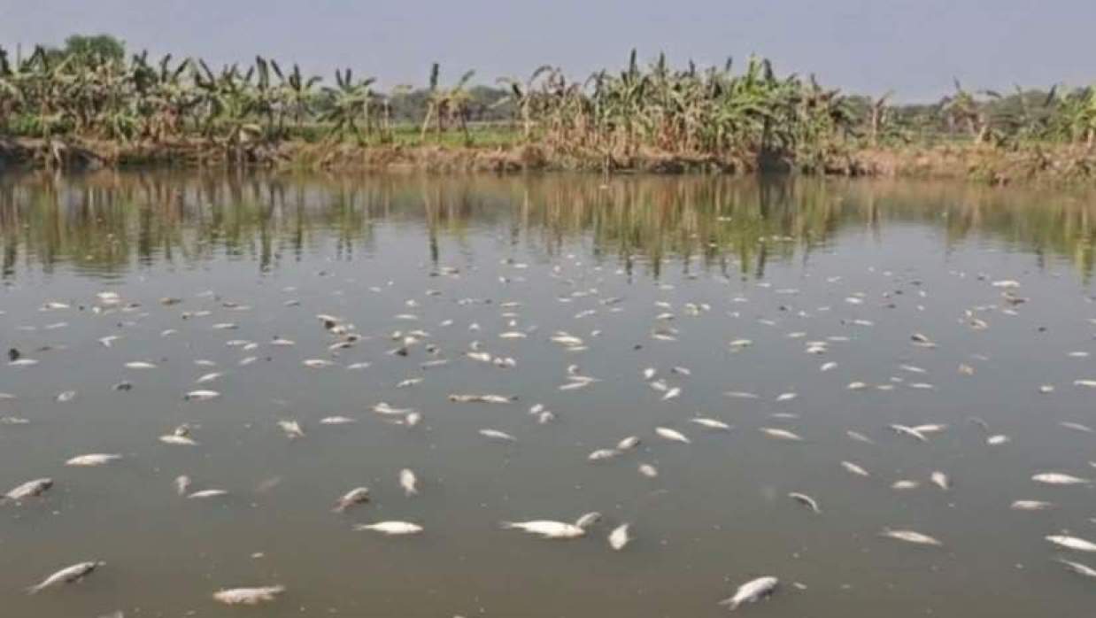 ক্ষতিগ্রস্ত পুকুর