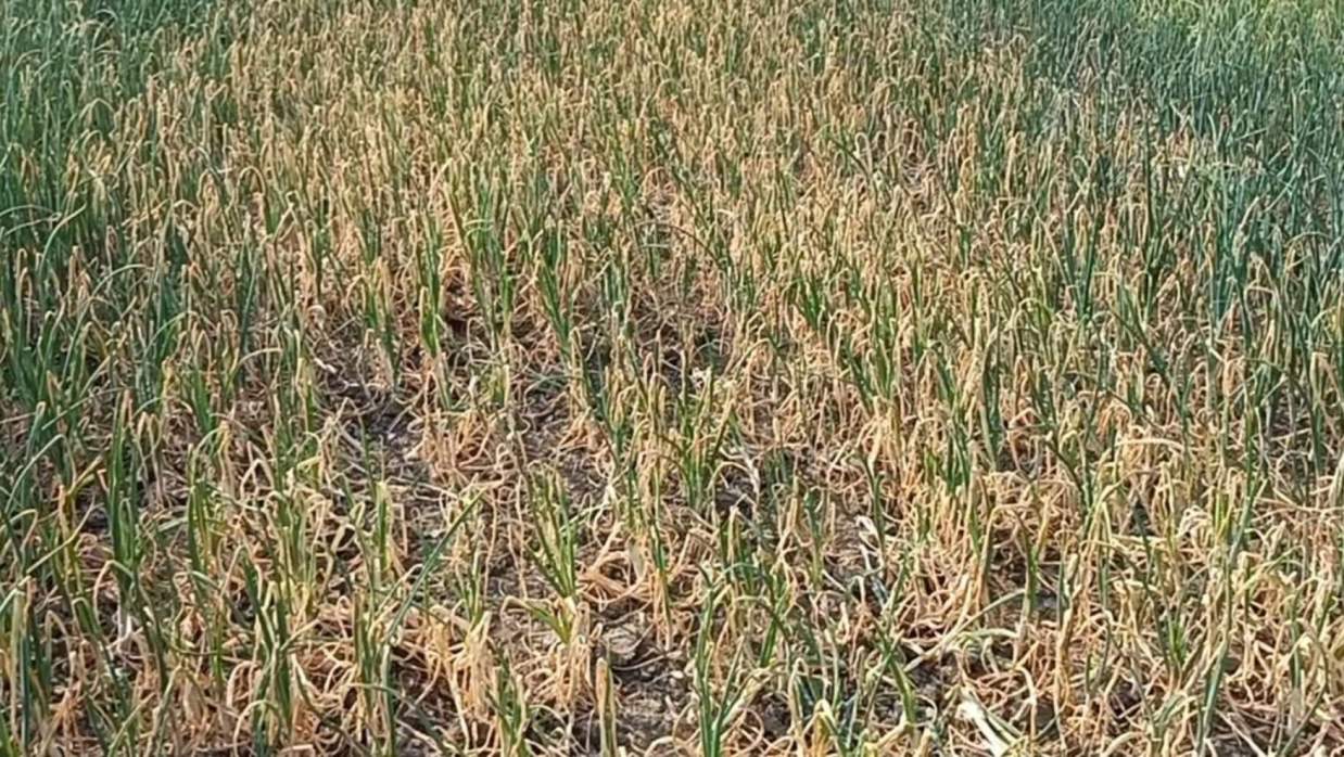 বিষ প্রয়োগে অর্ধশত বিঘা জমির ফসলী পেঁয়াজ ক্ষতিগ্রস্ত