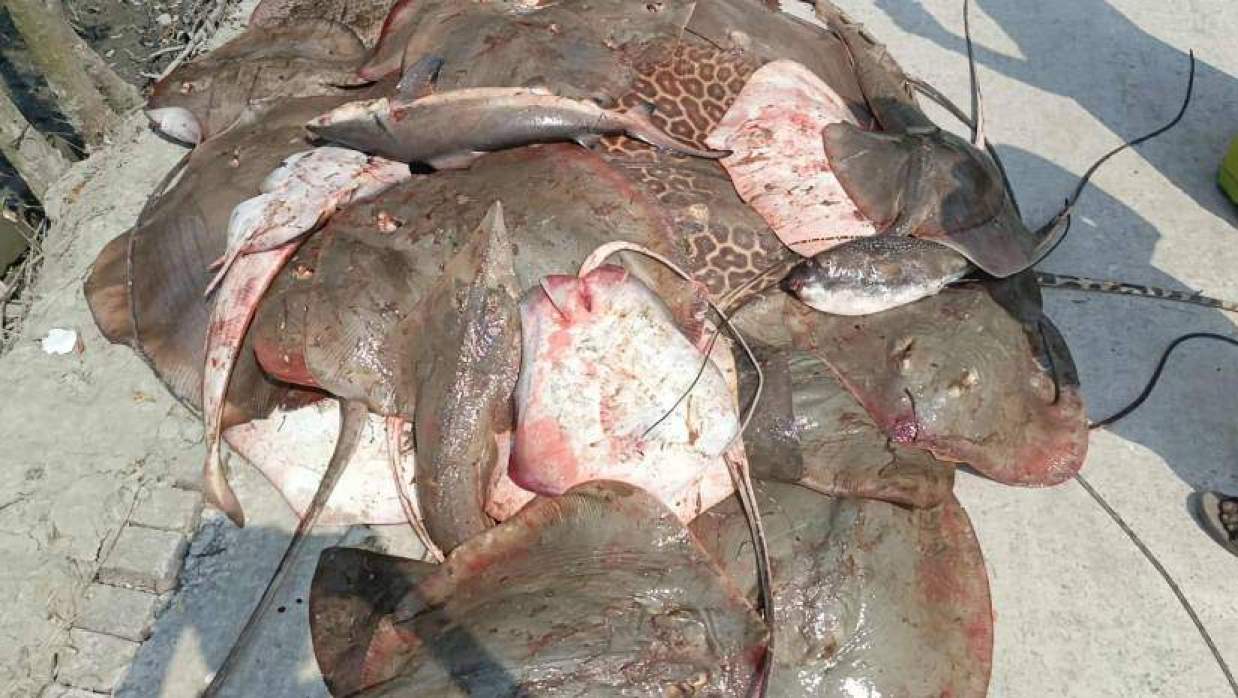 সাতক্ষীরায় সুন্দরবনে ৪১০ কেজি নিষিদ্ধ শাপলা পাতা মাছ জব্দ, ২২ জেলে আটক