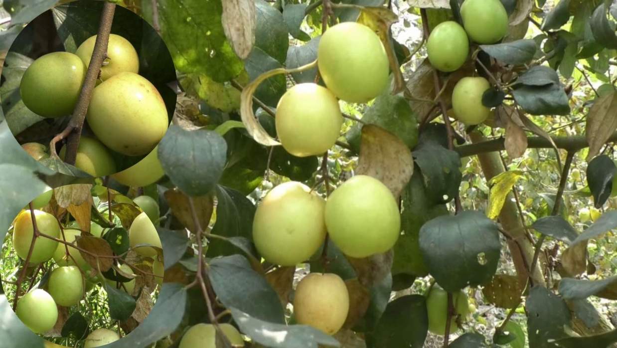 বড়ই গাছ লাগিয়ে দুই ভাইয়ের সফলতা