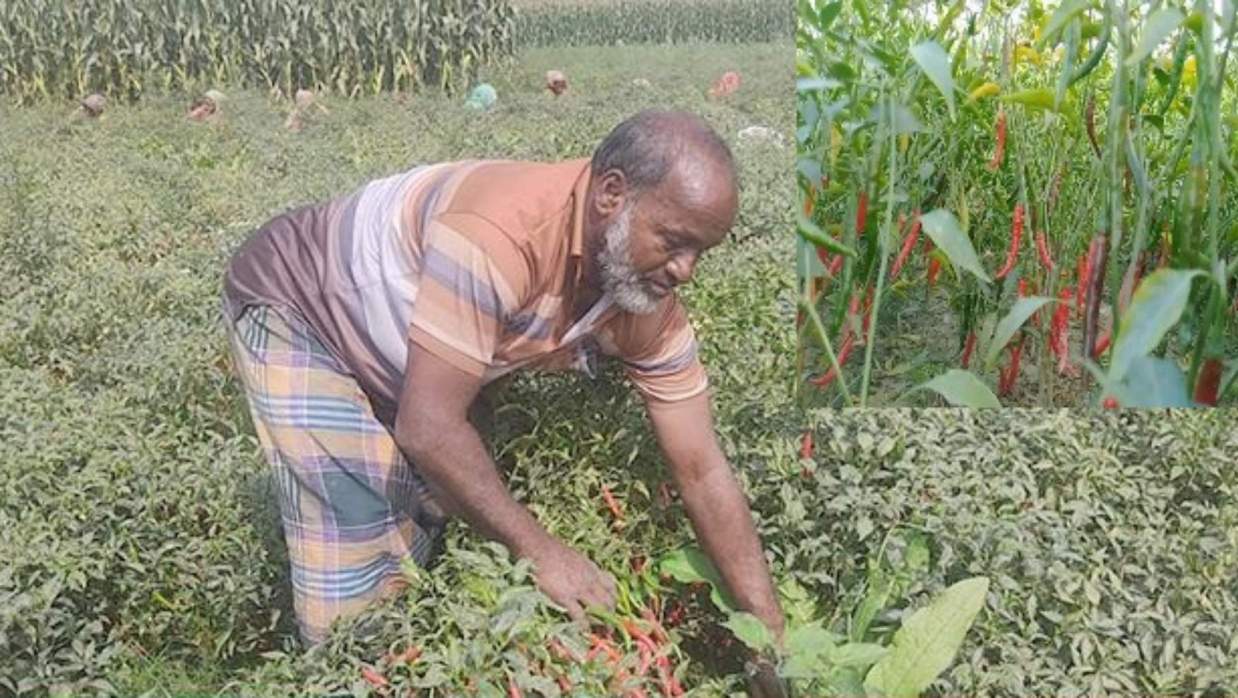 গাইবান্ধায় মরিচের বাম্পার ফলনে কৃষকের মুখে হাসি
