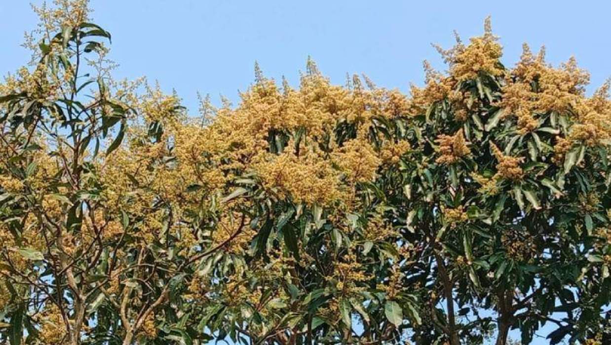 সাতক্ষীরায় মুকুলে ছেয়ে গেছে গাছ, ৫০ হাজার আমচাষির চোখে সোনালি স্বপ্ন