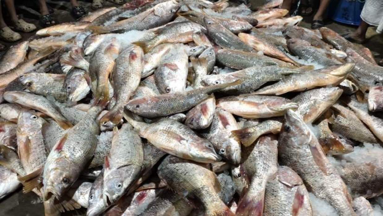 এক জালে ১১০০ লাল কোরাল, বিক্রি ৩১ লাখ টাকায়