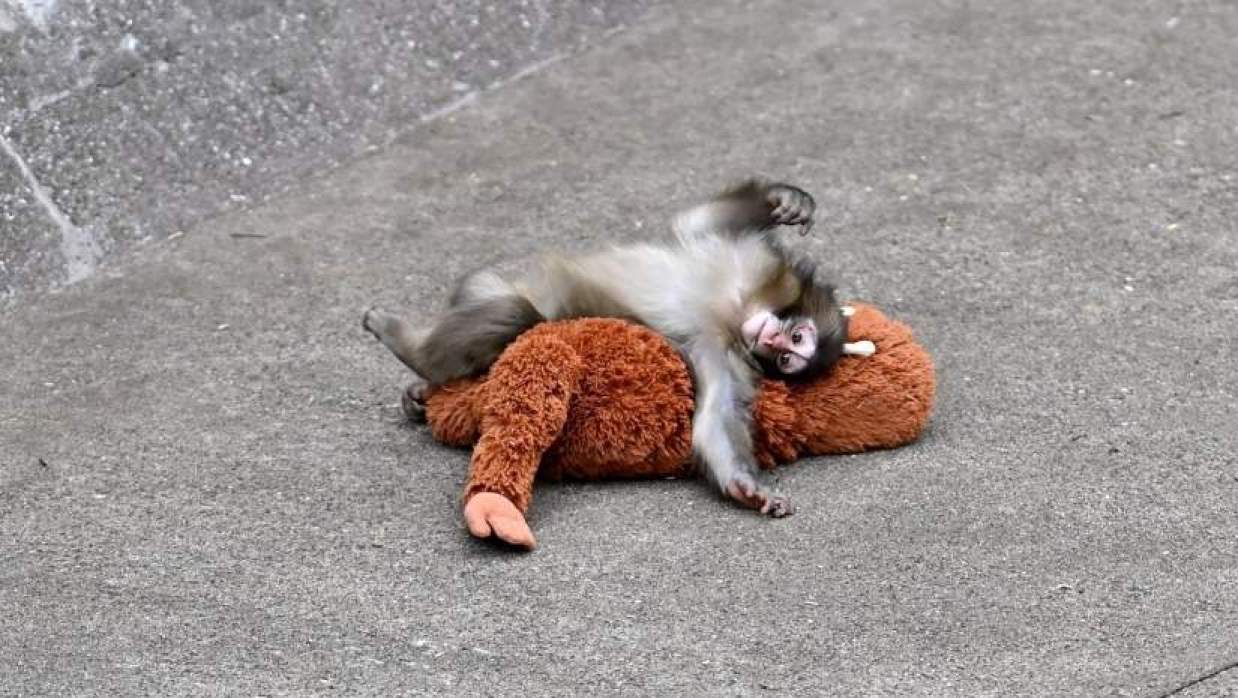 মা প্রাণীরা কেন নিজেদের সন্তানকে একা ফেলে চলে যায়?