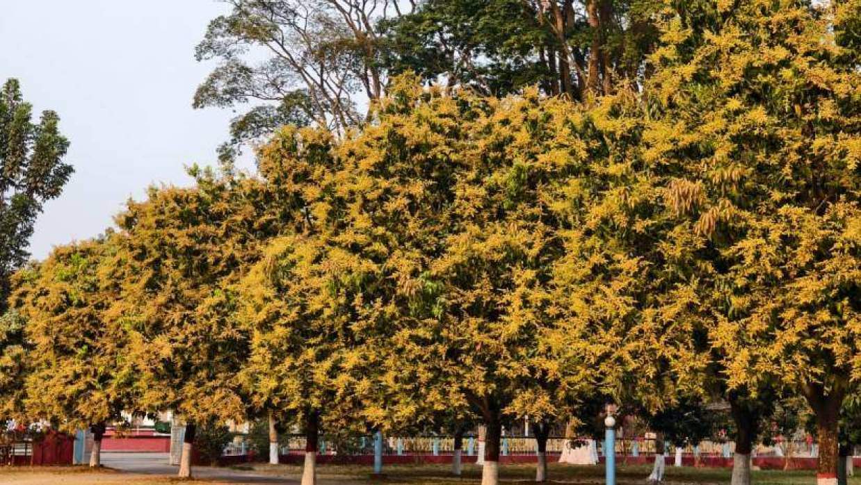 আমের মুকুলের ঘ্রাণে মাতোয়ারা রাবি, ক্যাম্পাসজুড়ে বসন্তের আমেজ