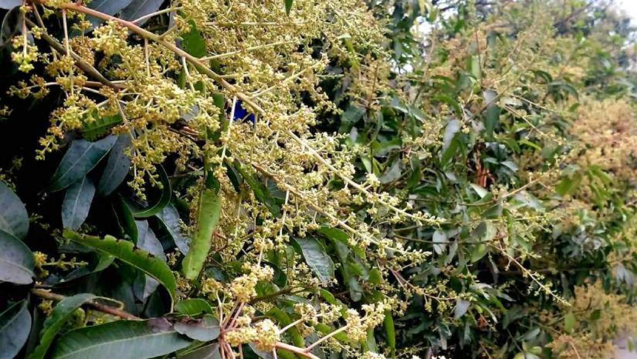 চাঁপাইনবাবগঞ্জে হঠাৎ বৃষ্টি আম মুকুলের ক্ষতির শঙ্কা চাষিদের