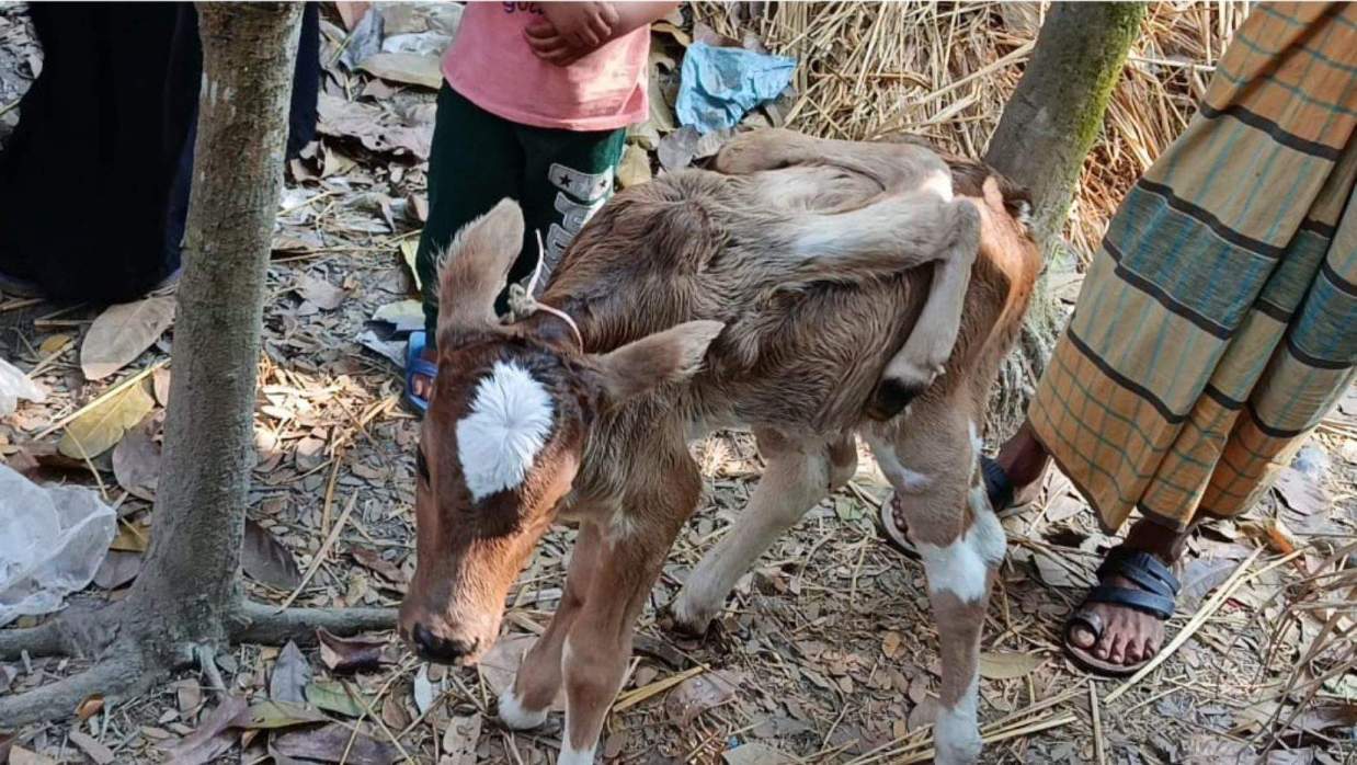 ভোলায় ছয় পা বিশিষ্ট বিরল বাছুরের জন্ম