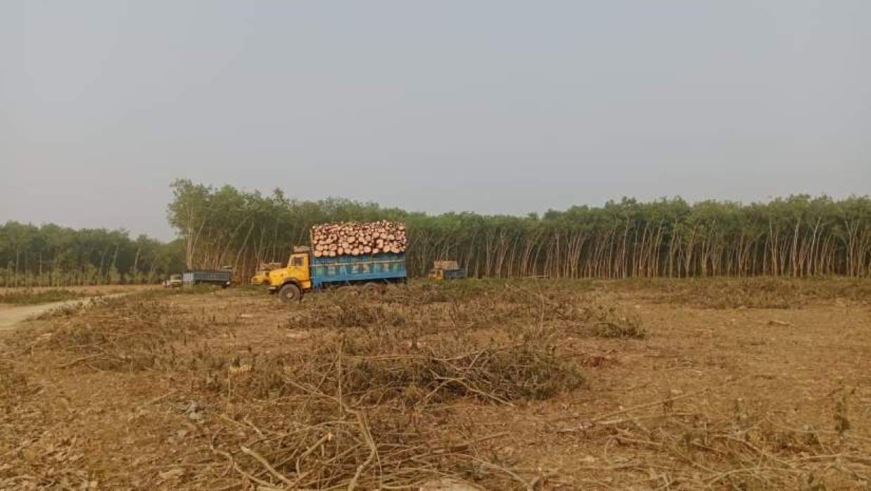 ওভারলোড করা গাছের ট্রাক 