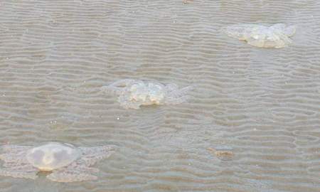 কুয়াকাটায় সৈকতে ভেসে আসা জেলিফিশের দুর্গন্ধে পর্যটক ও স্থানীয়দের ভোগান্তি